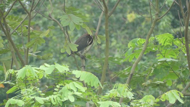 Rufescent Tiger-Heron - ML620890865