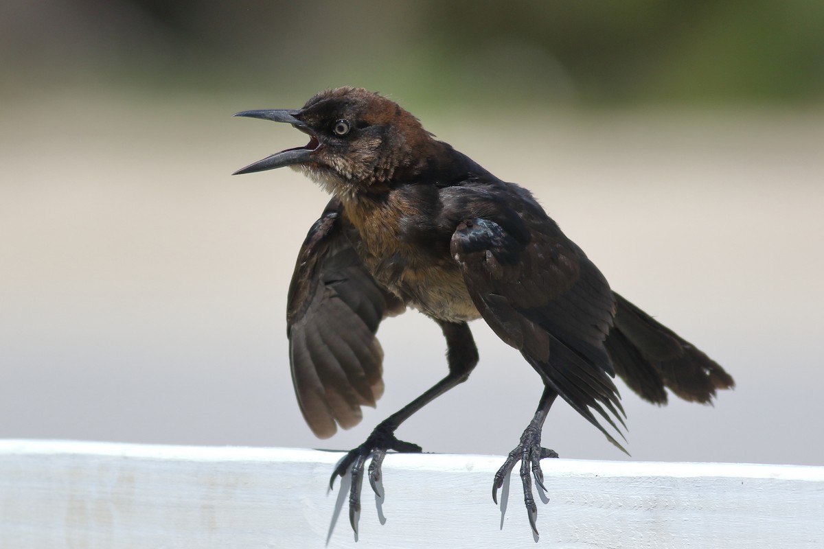 Boat-tailed Grackle - ML620890867