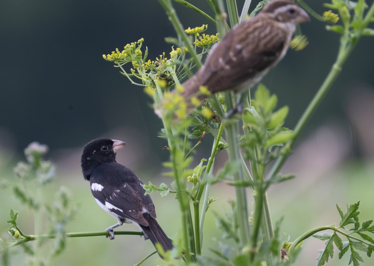 Rose-breasted Grosbeak - ML620890868