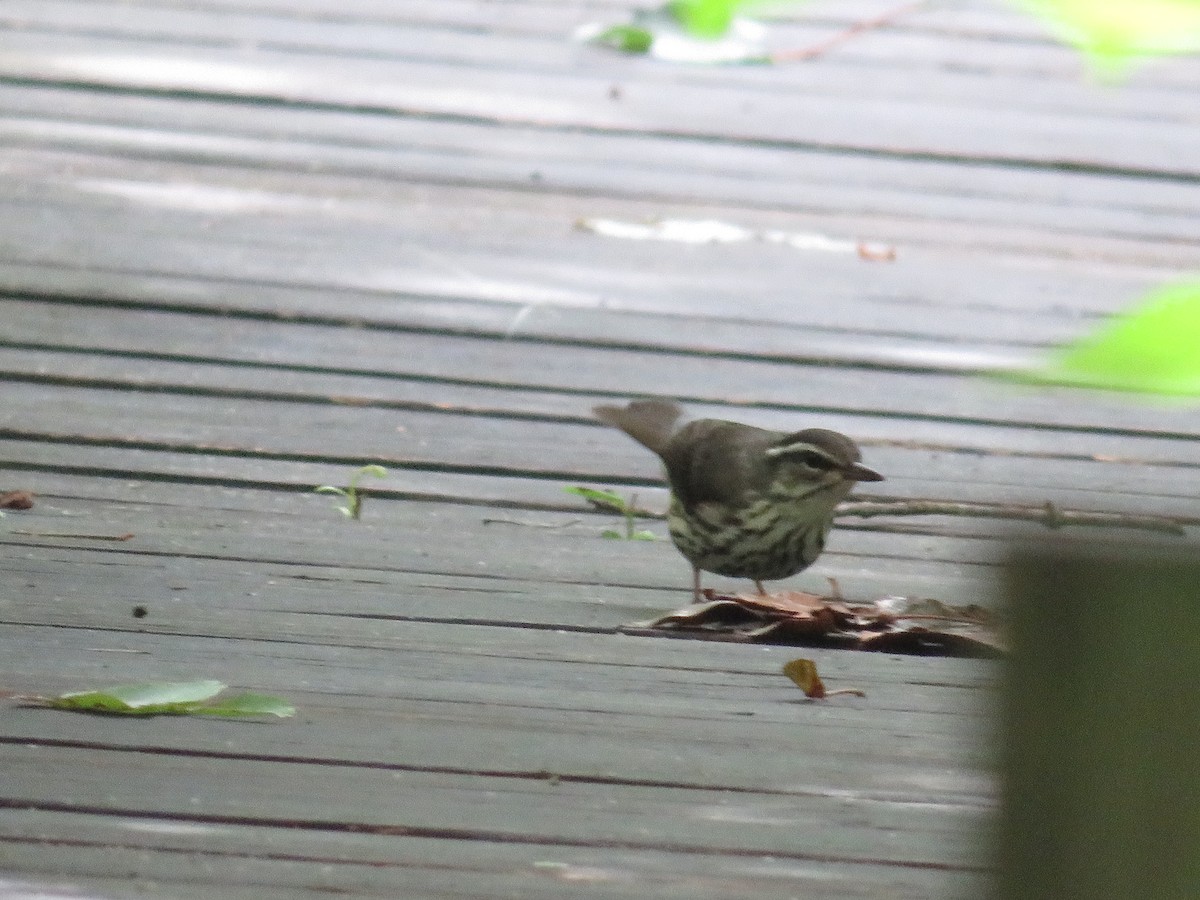 Louisiana Waterthrush - ML620890874