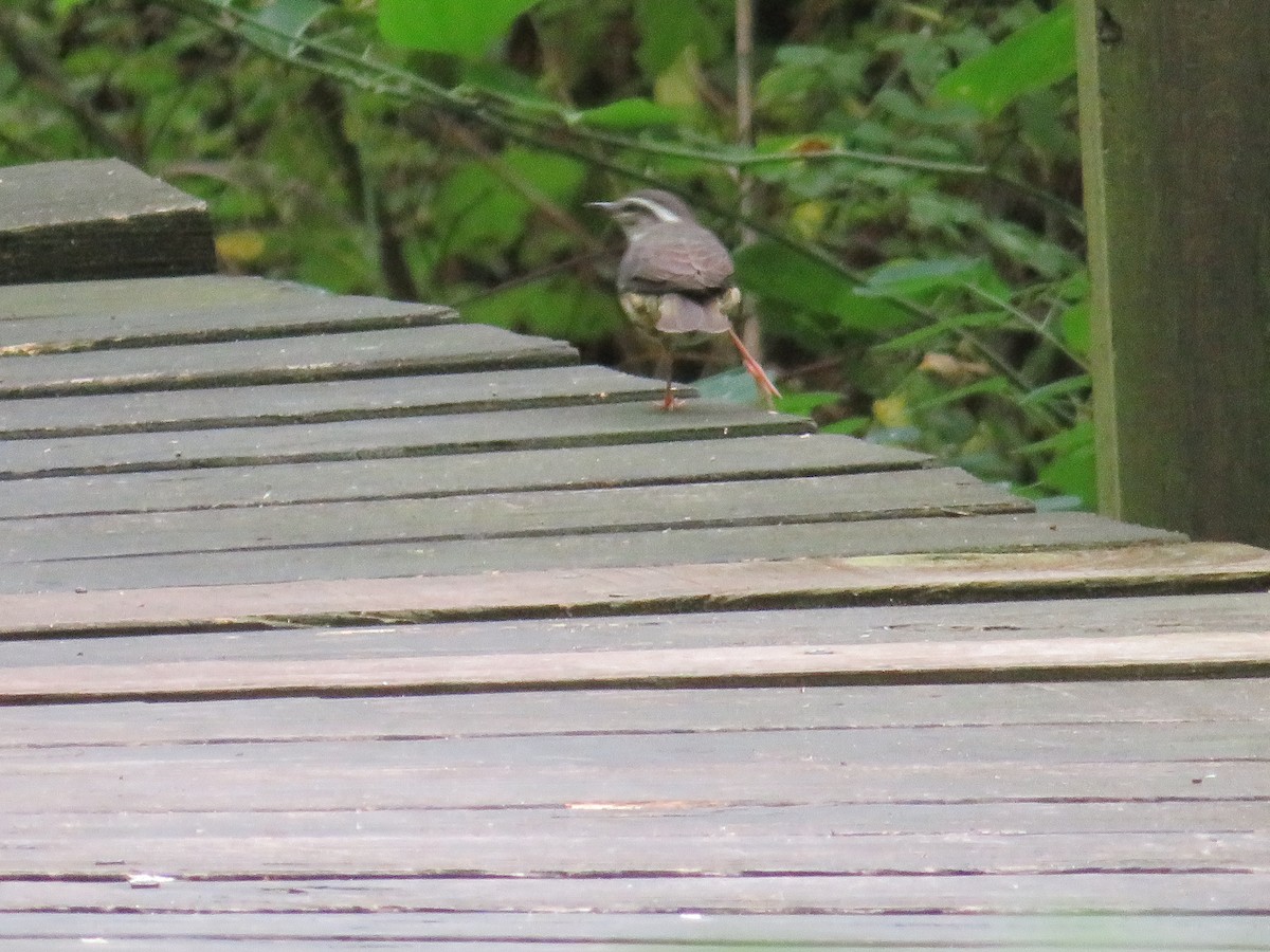 Louisiana Waterthrush - ML620890877