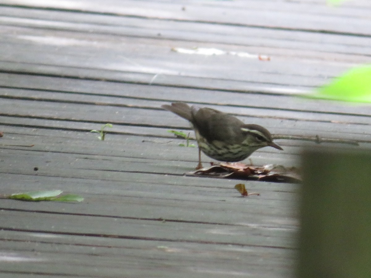 Louisiana Waterthrush - Randy Fisher