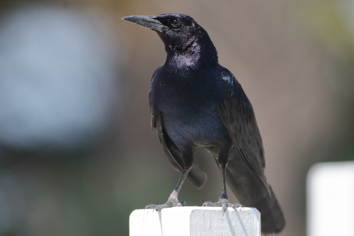 Boat-tailed Grackle - ML620890883