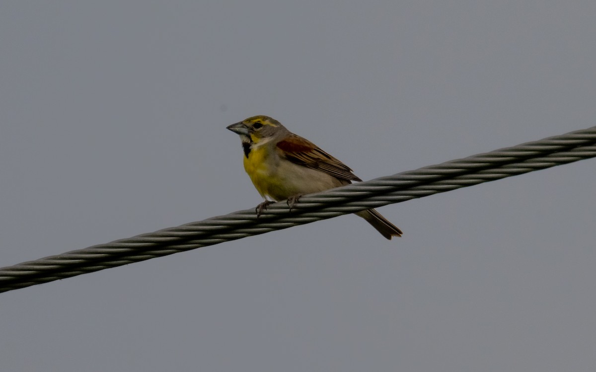 Dickcissel - ML620890884