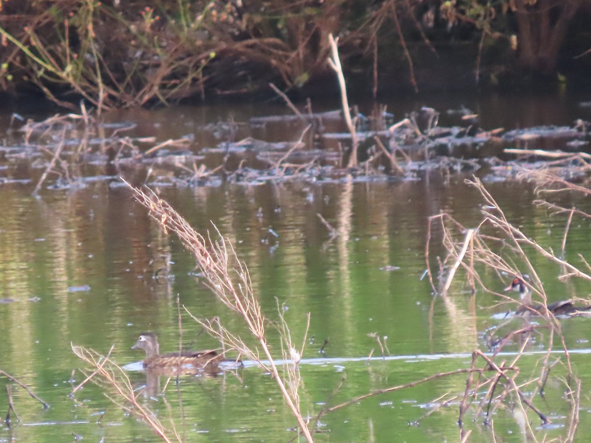 Wood Duck - ML620890885