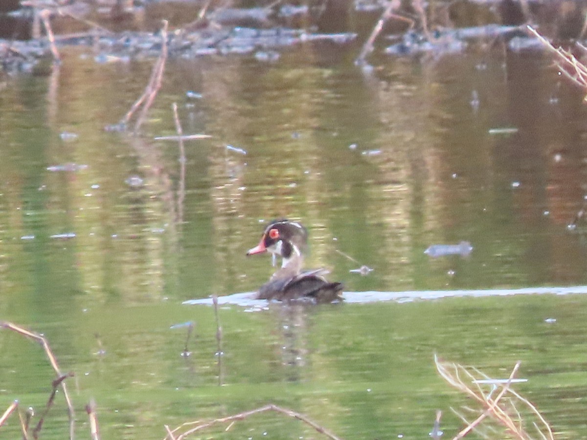 Wood Duck - ML620890887