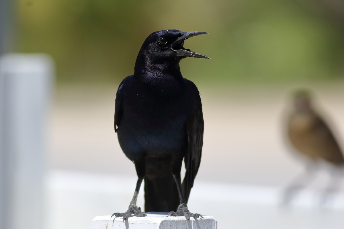 Boat-tailed Grackle - ML620890890