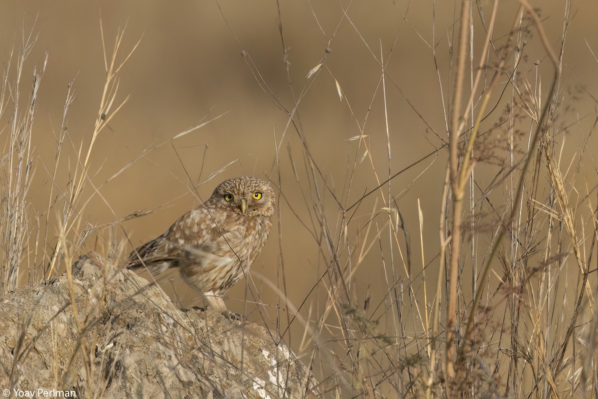 Little Owl - ML620890893