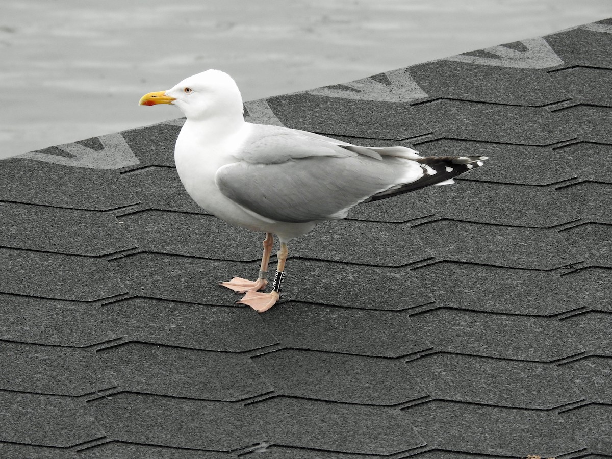 Herring Gull (European) - ML620890898