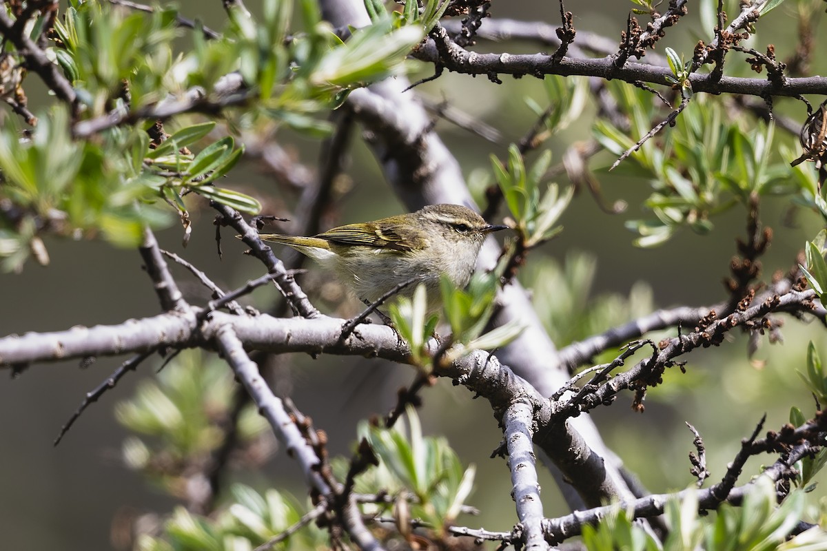 Gansu Leaf Warbler - ML620890902