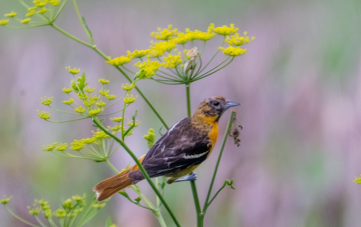 Baltimore Oriole - ML620890903