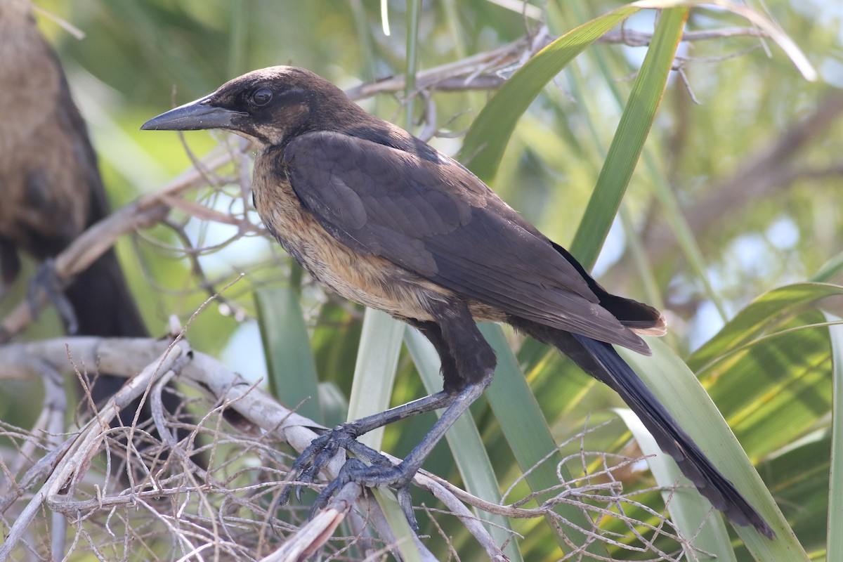 Boat-tailed Grackle - ML620890904