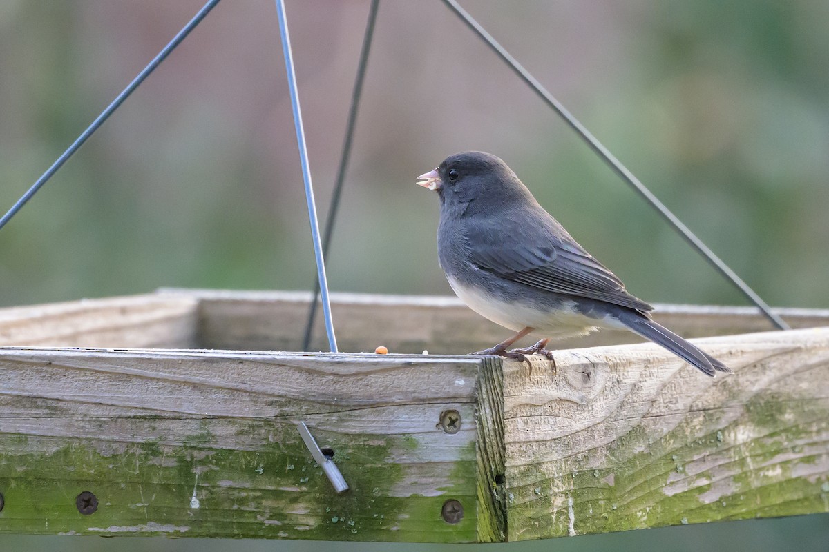 Dark-eyed Junco (Slate-colored) - ML620890906