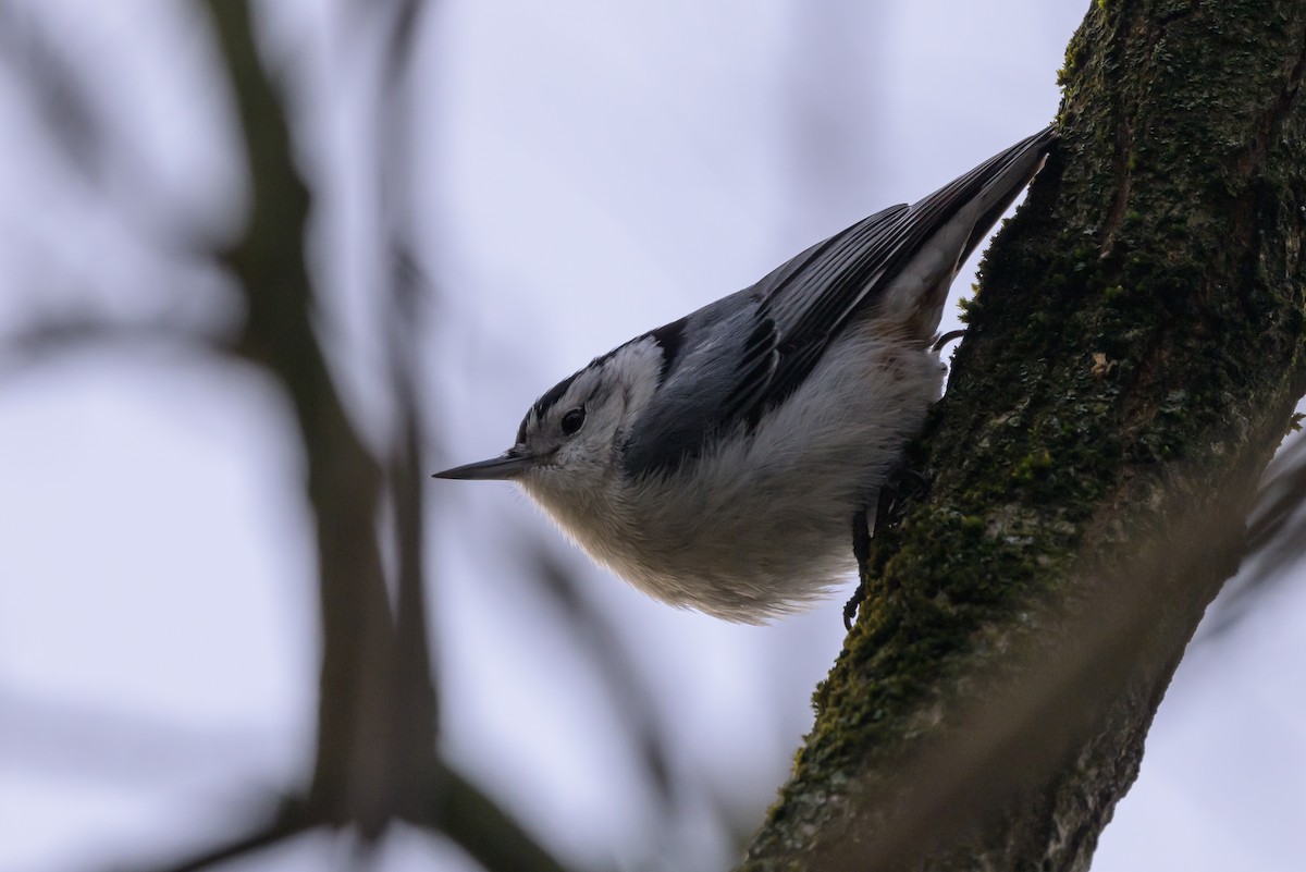 White-breasted Nuthatch - ML620890907