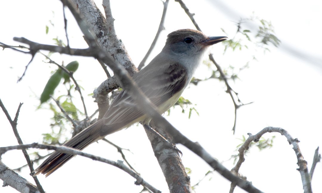 Brown-crested Flycatcher - ML620890909