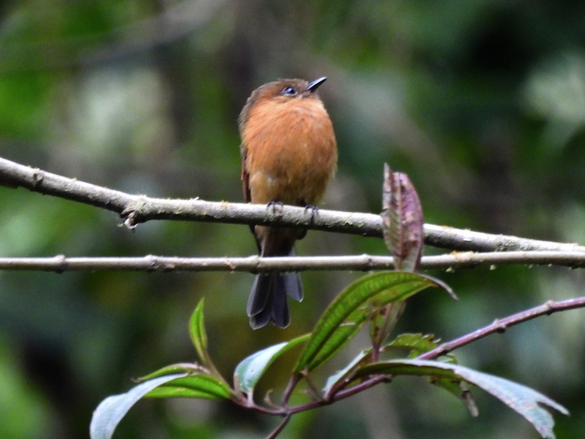 Cinnamon Flycatcher - ML620890910