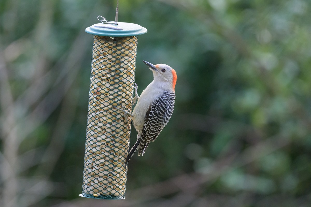 Red-bellied Woodpecker - ML620890912