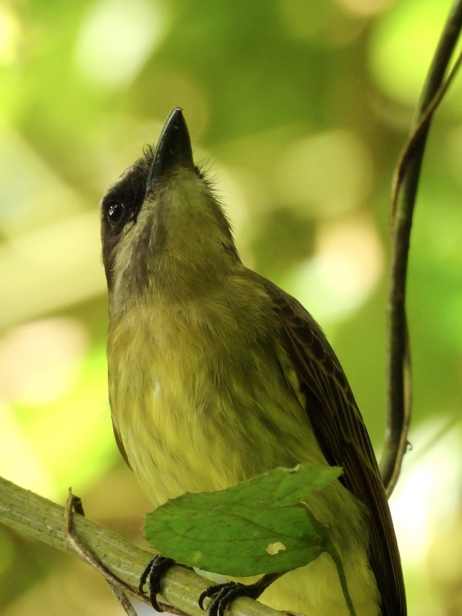 Golden-bellied Flycatcher - ML620890919