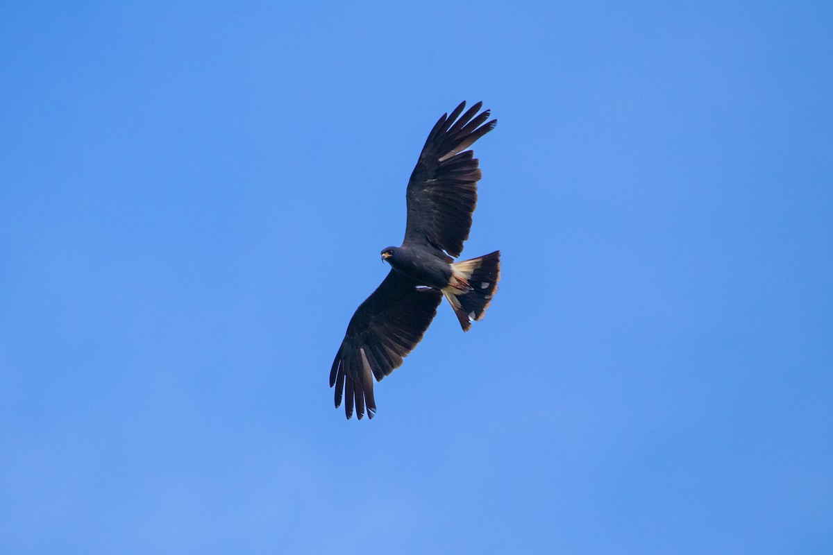 Snail Kite - ML620890921