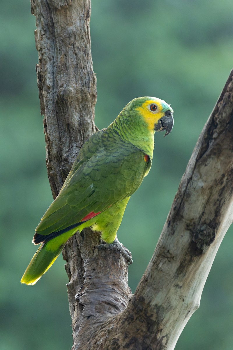 Turquoise-fronted Parrot - ML620890926