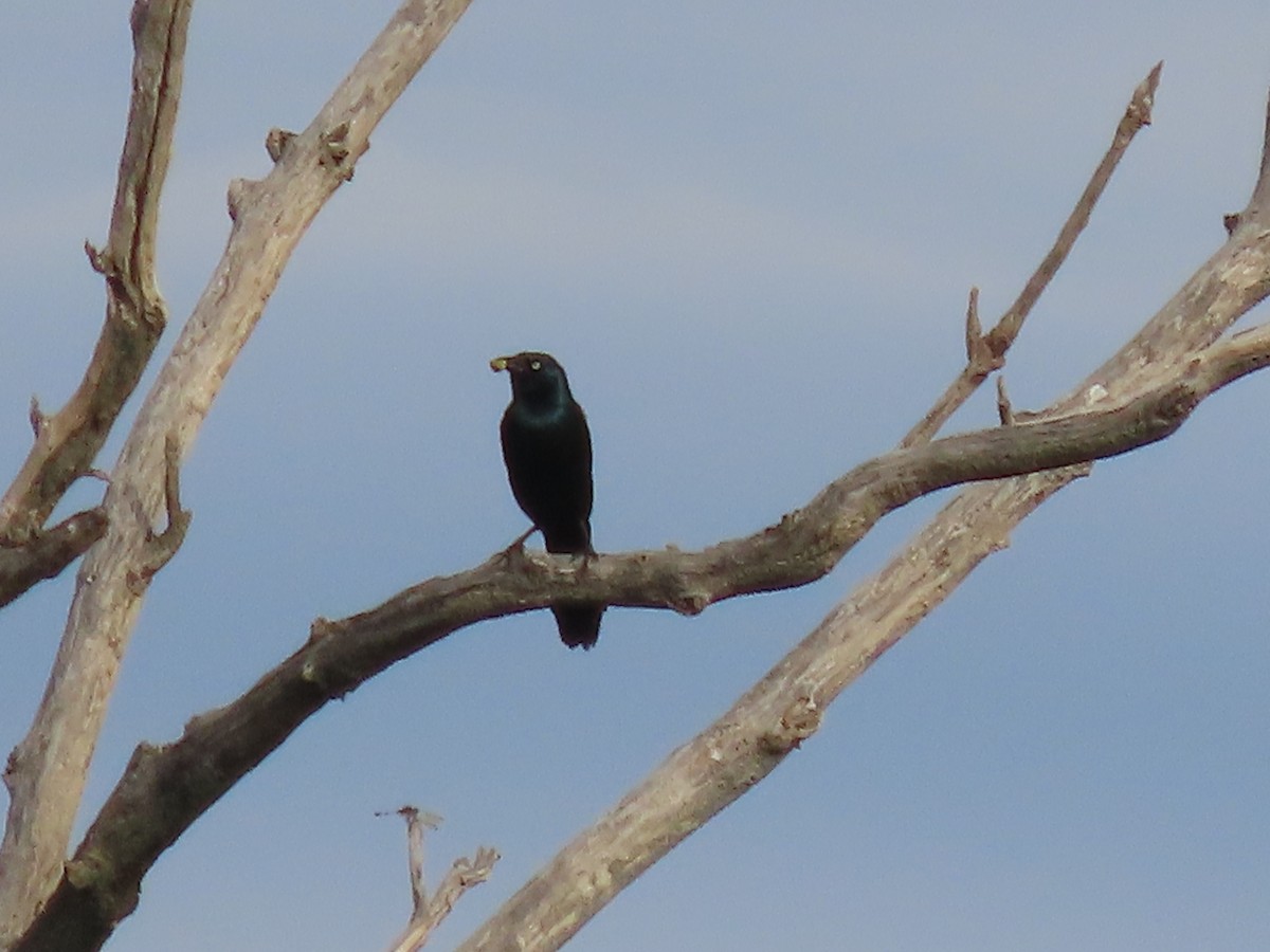 Common Grackle - ML620890927