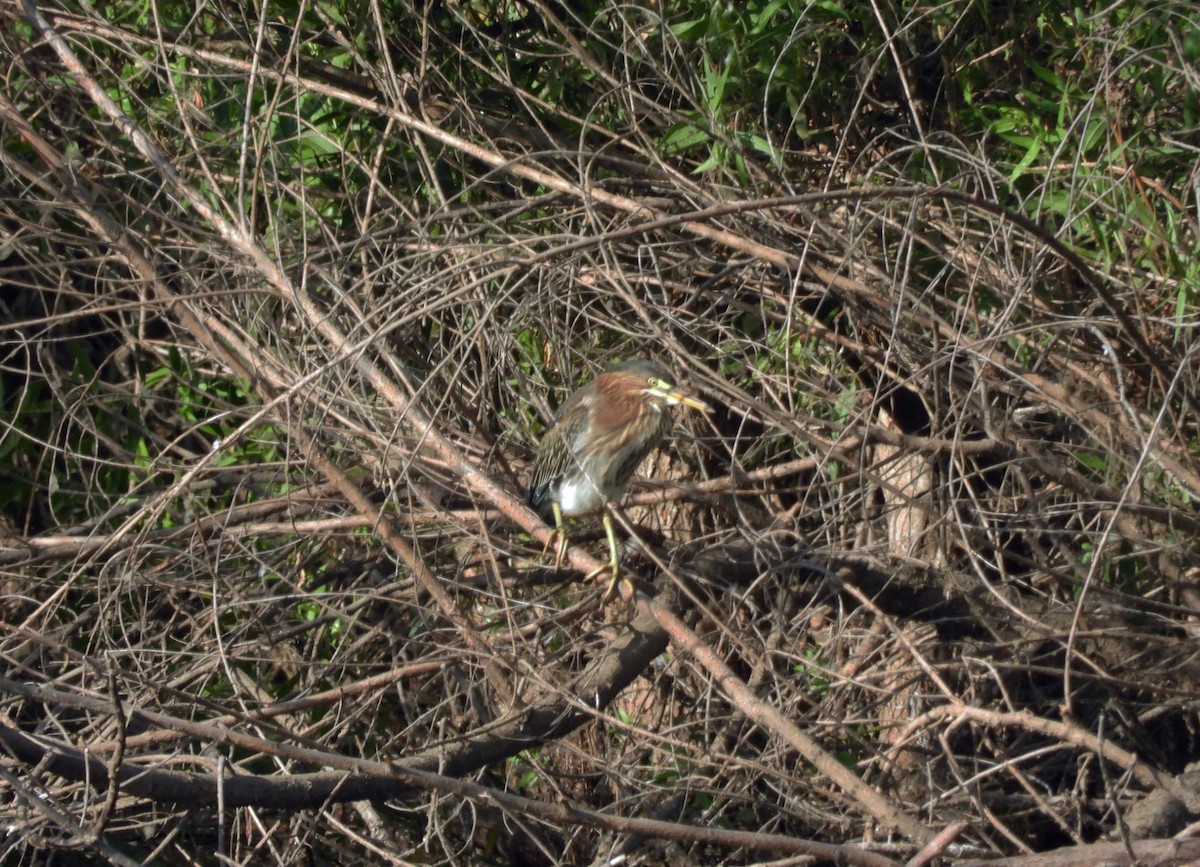 Green Heron - ML620890928