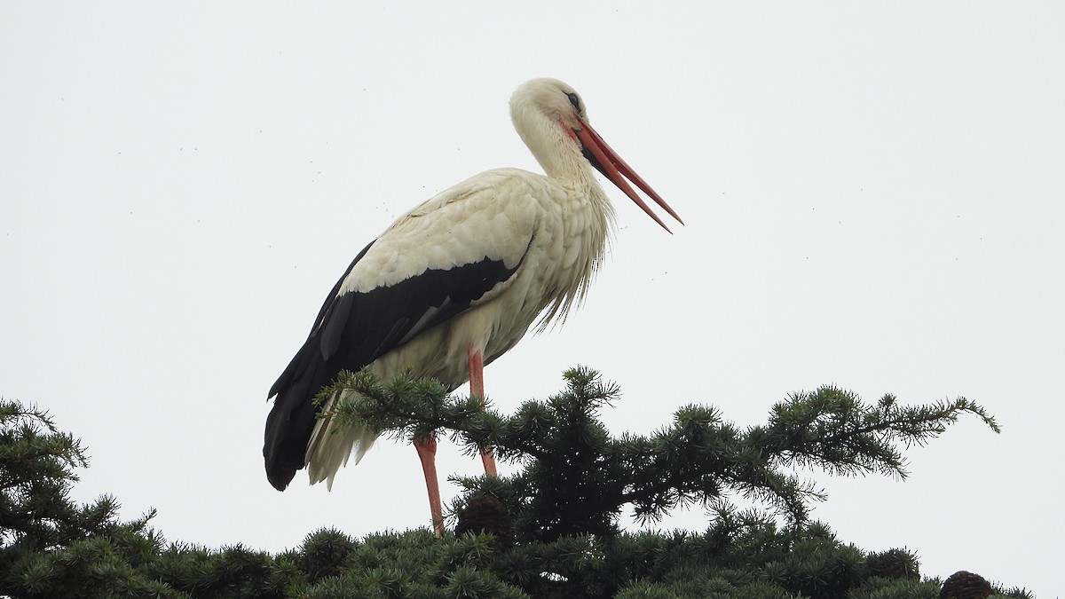 White Stork - ML620890935
