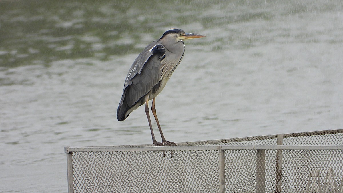 Gray Heron - ML620890937