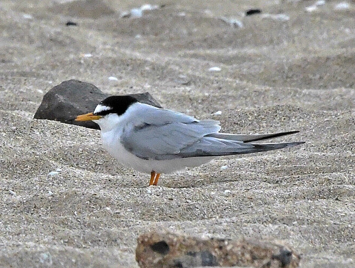 tern sp. - ML620890940