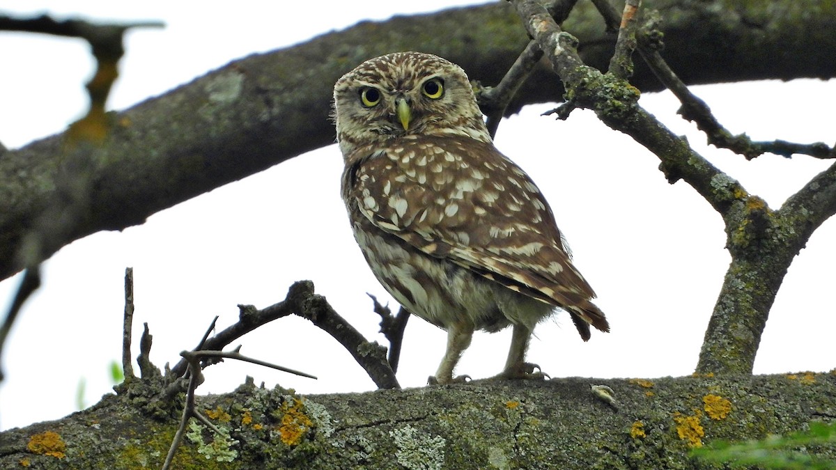 Little Owl - ML620890945