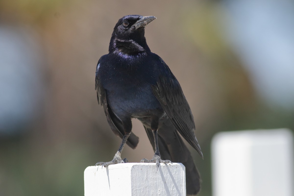 Boat-tailed Grackle - ML620890947