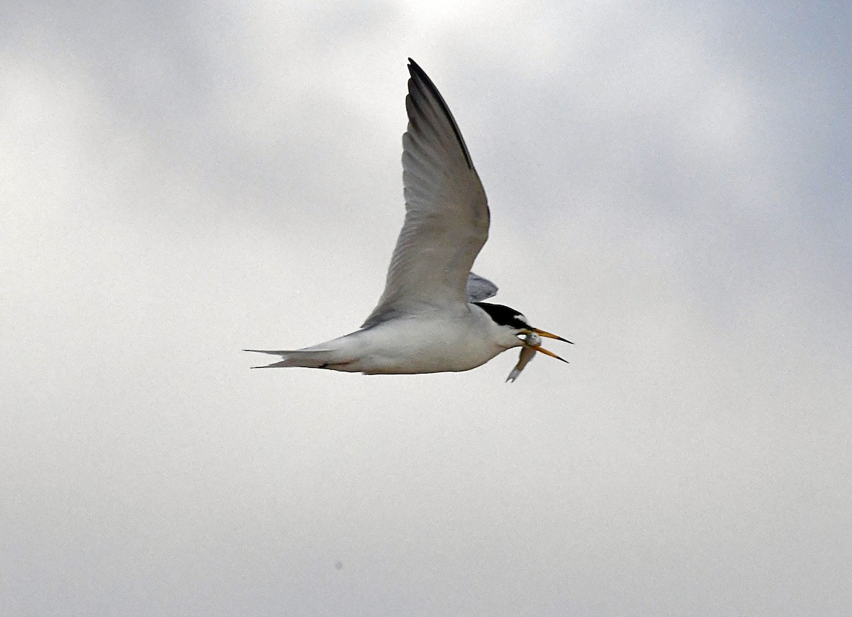 tern sp. - ML620890948