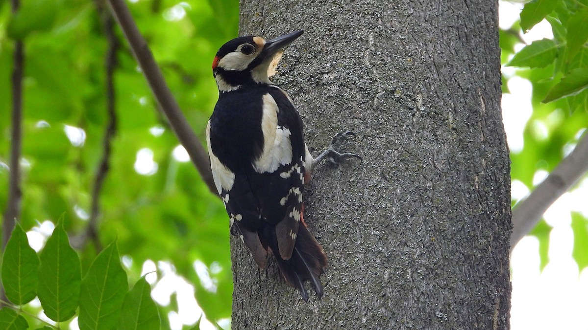 Great Spotted Woodpecker - Manuel García Ruiz