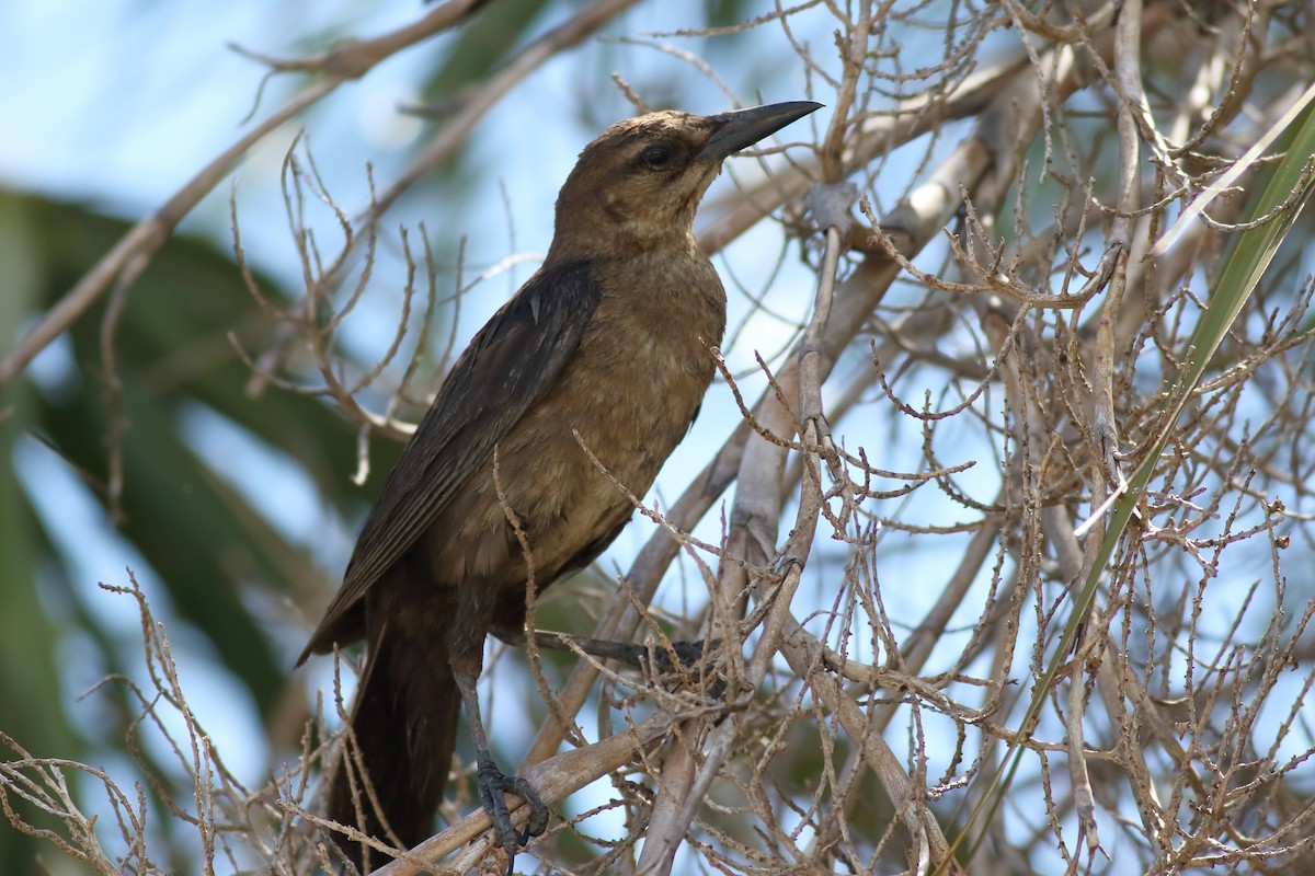 Boat-tailed Grackle - ML620890951