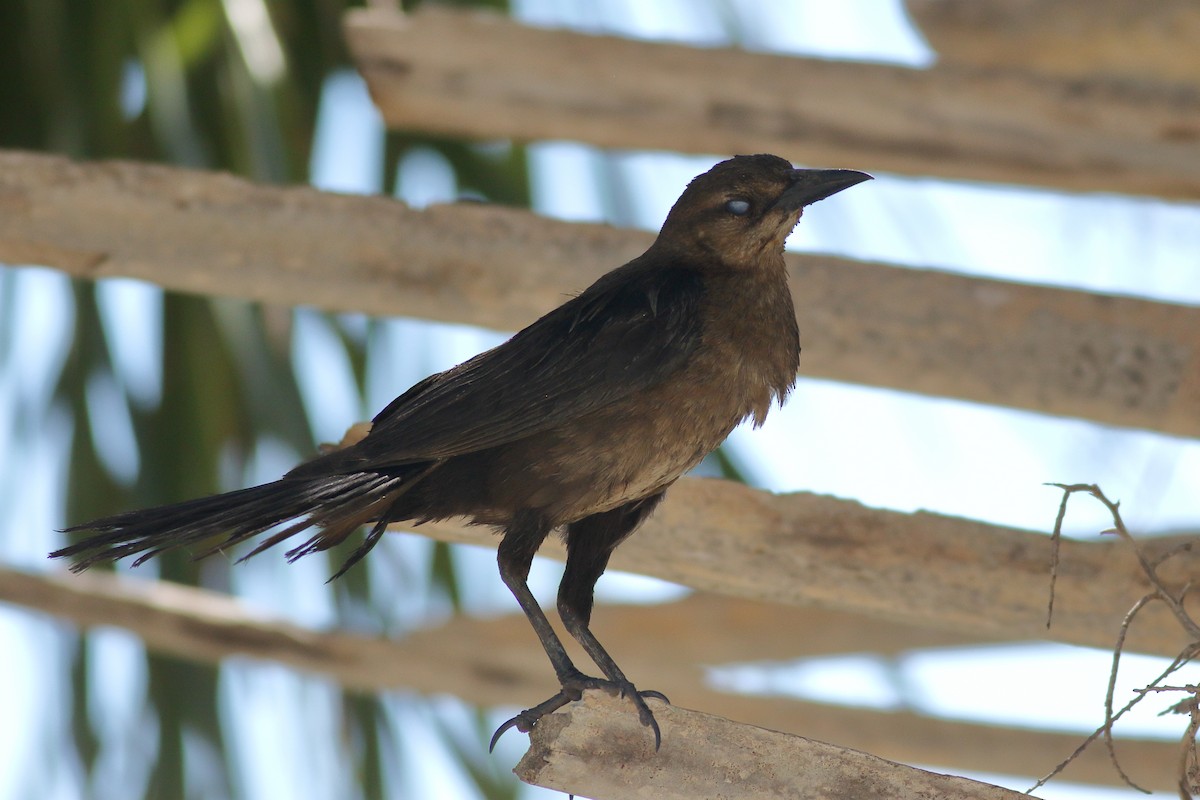 Boat-tailed Grackle - ML620890953