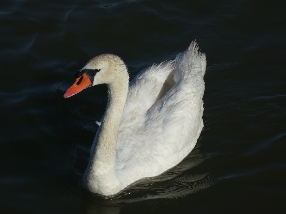 Mute Swan - ML620890956