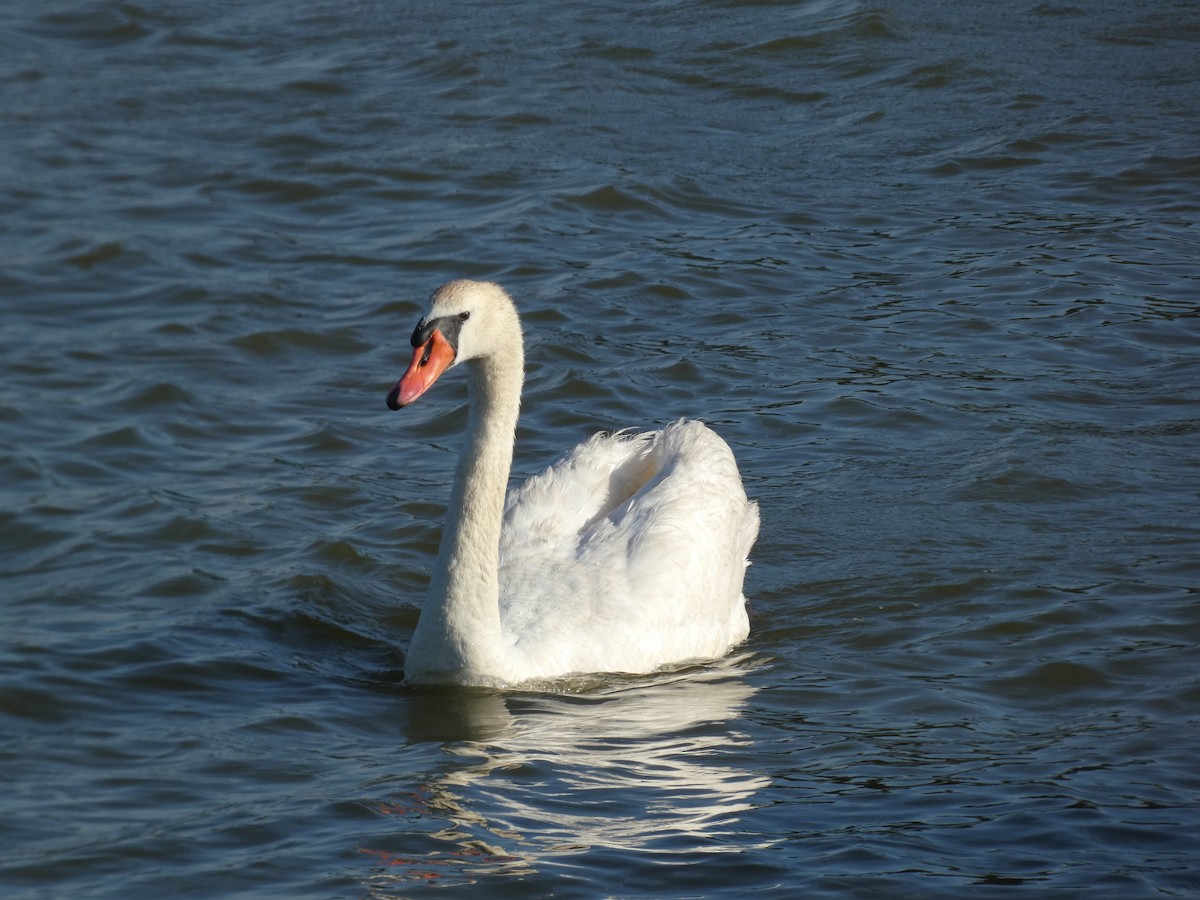 Cygne tuberculé - ML620890957