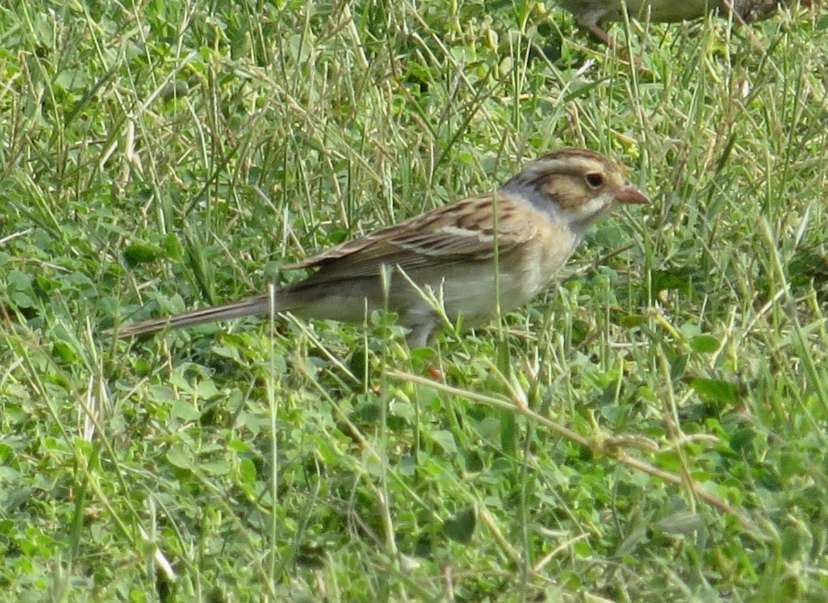 Clay-colored Sparrow - ML620890958