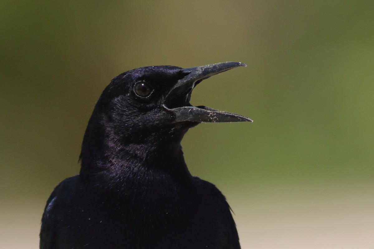 Boat-tailed Grackle - ML620890961