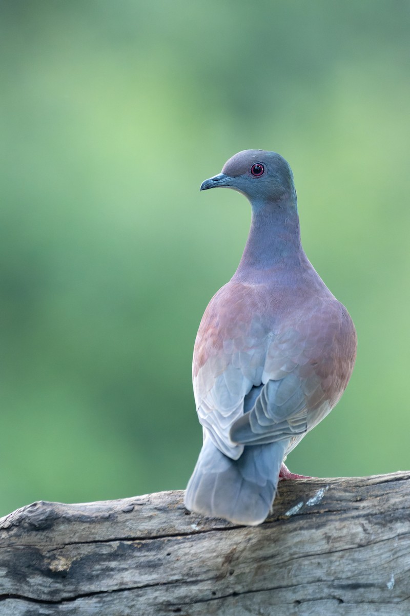 Pale-vented Pigeon - ML620890967