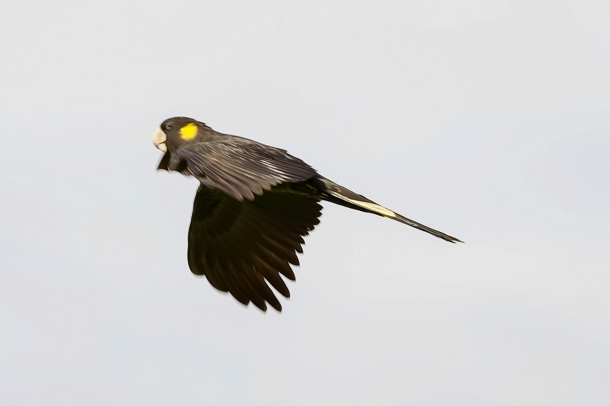 Yellow-tailed Black-Cockatoo - ML620890973