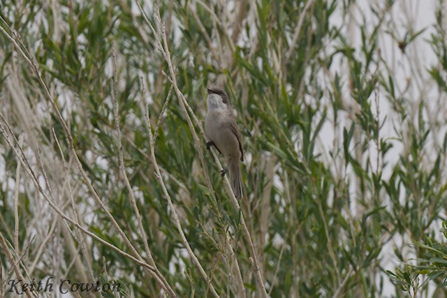 Lesser Whitethroat (curruca/blythi) - ML620890977