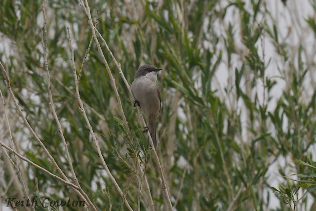 Curruca Zarcerilla (curruca/blythi) - ML620890978