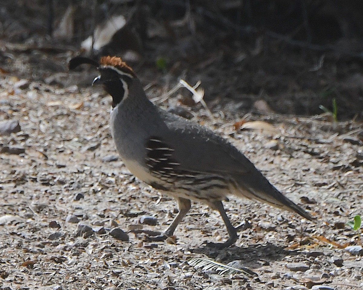 Gambel's Quail - ML620890980