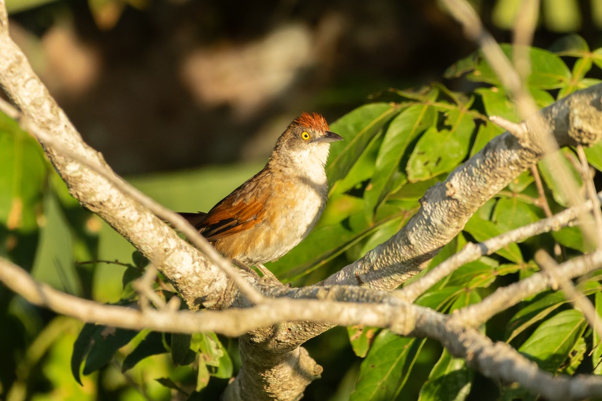 Greater Thornbird - Tomaz Melo