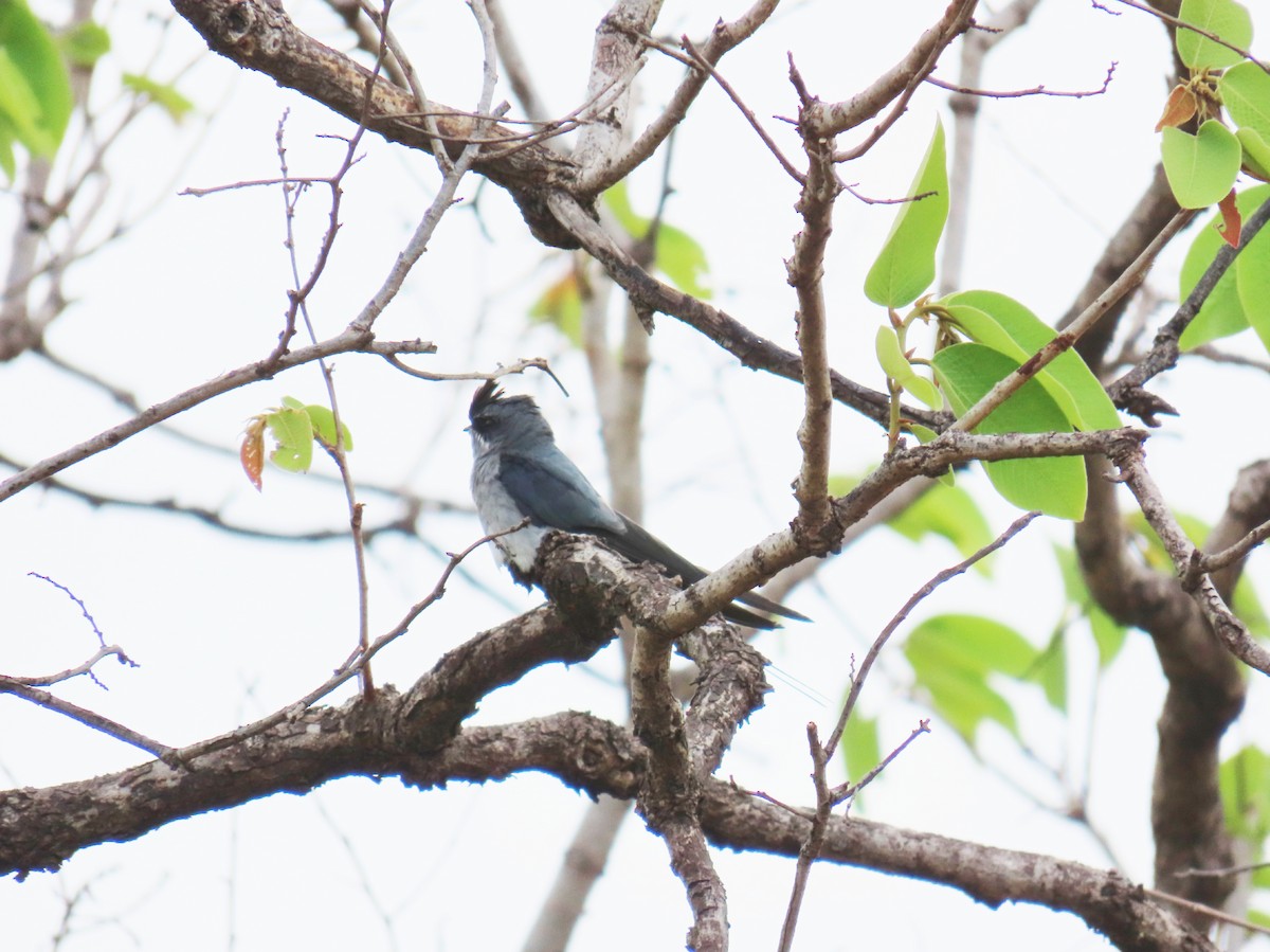 Crested Treeswift - ML620890984