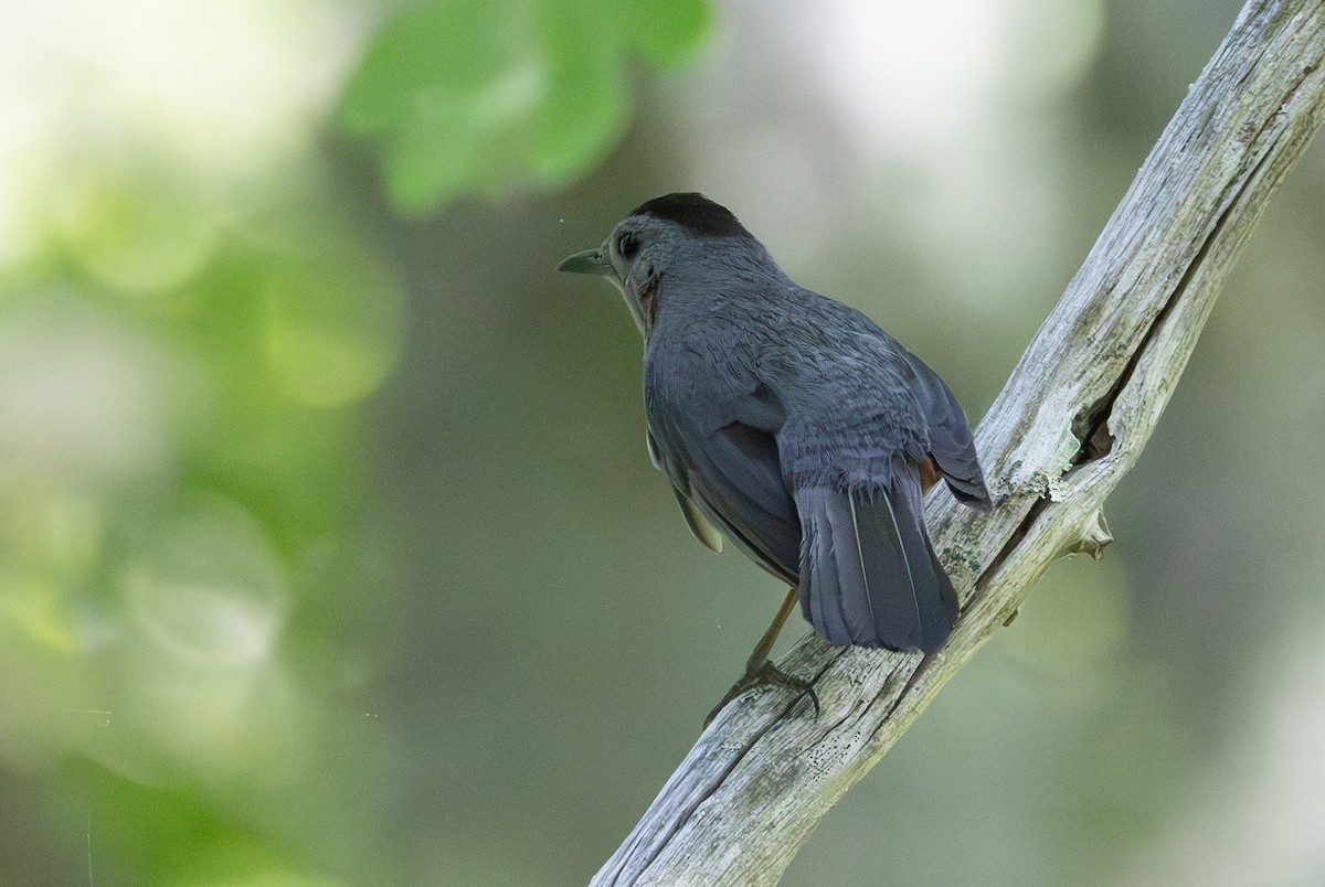 Gray Catbird - ML620890985