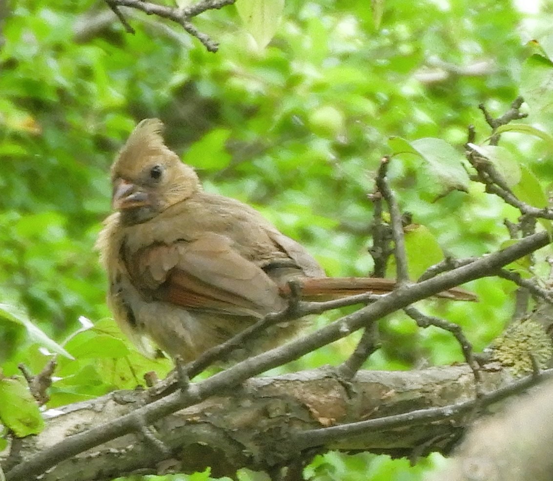 Cardinal rouge - ML620890986