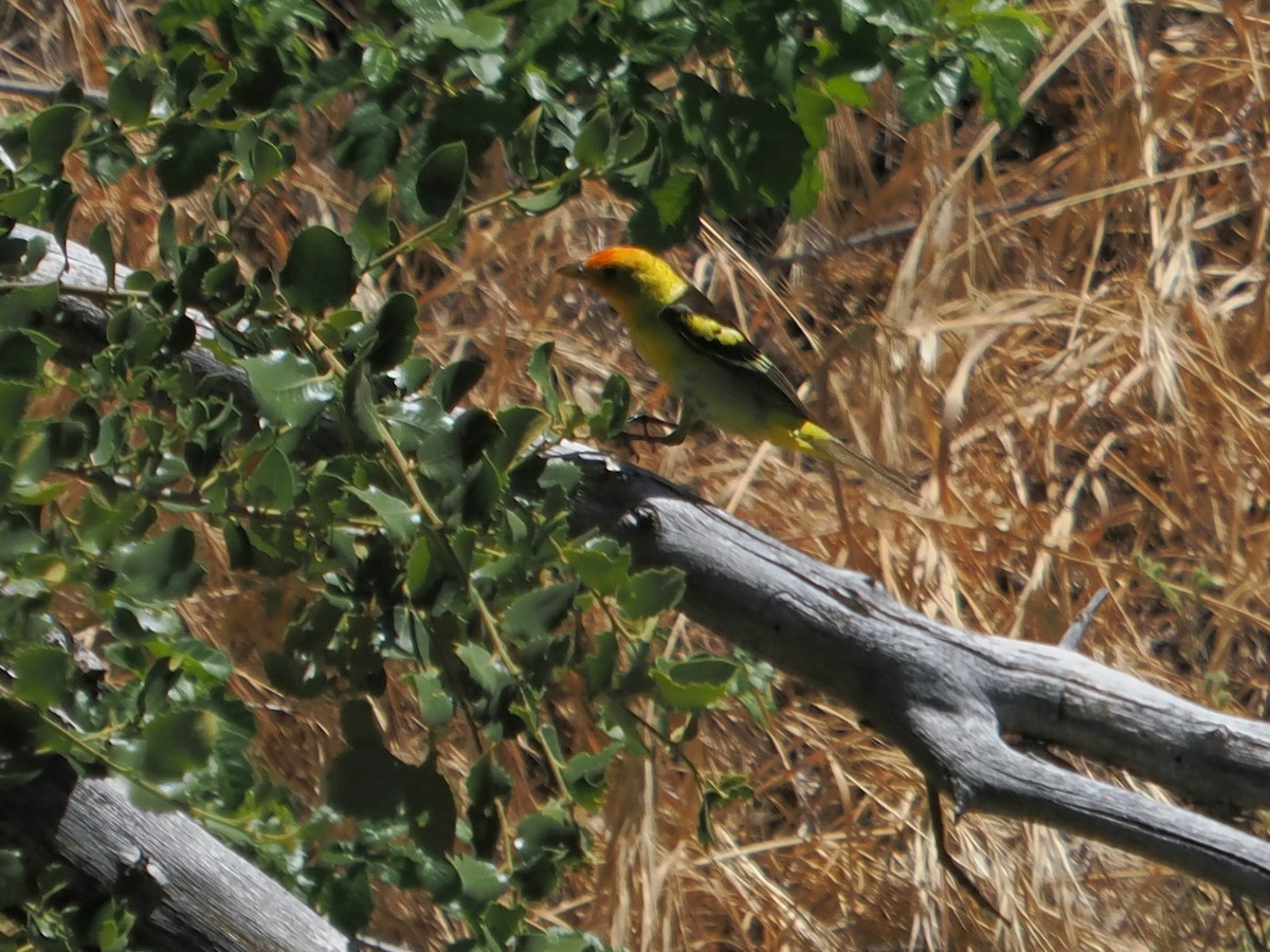 Western Tanager - ML620890988