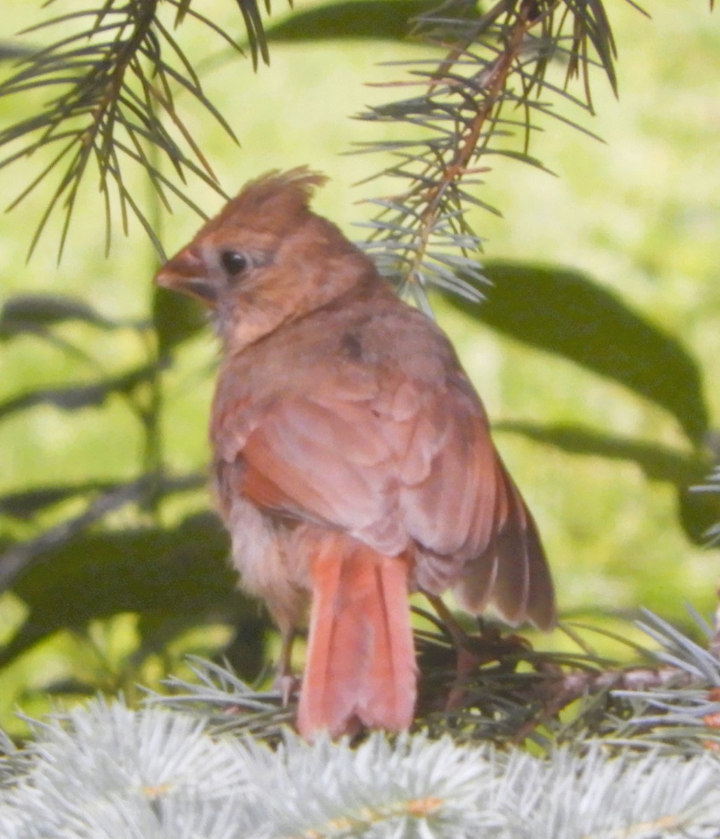 Cardinal rouge - ML620890993